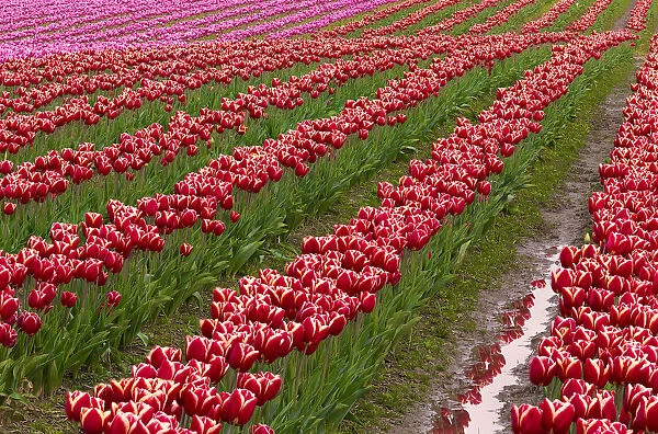 USA, Washington State, Skagit Valley. Rows of red tulips