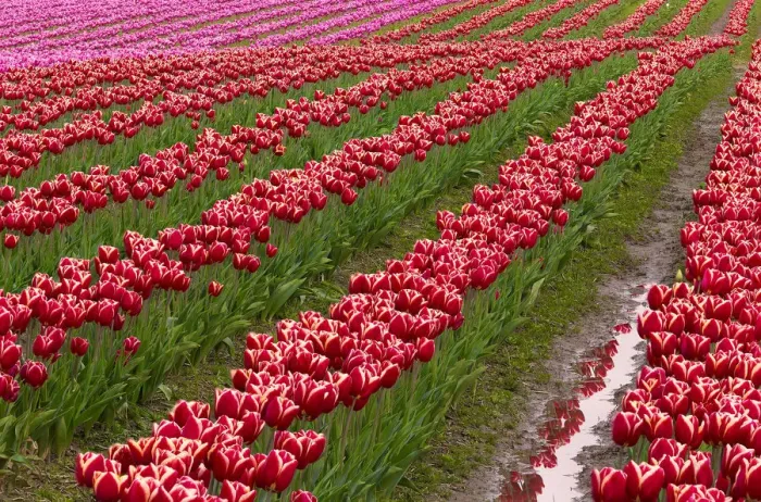 Framed Print : USA, Washington State, Skagit Valley. Rows of red tulips