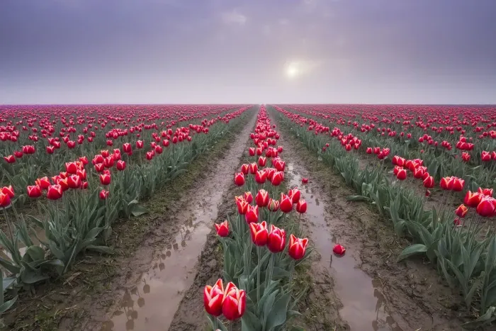 Framed Print : USA, Washington State, Skagit Valley. Rows of red tulips and sky