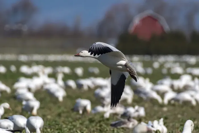 Framed Print : USA, Washington State, Skagit Valley. Lesser snow geese flock