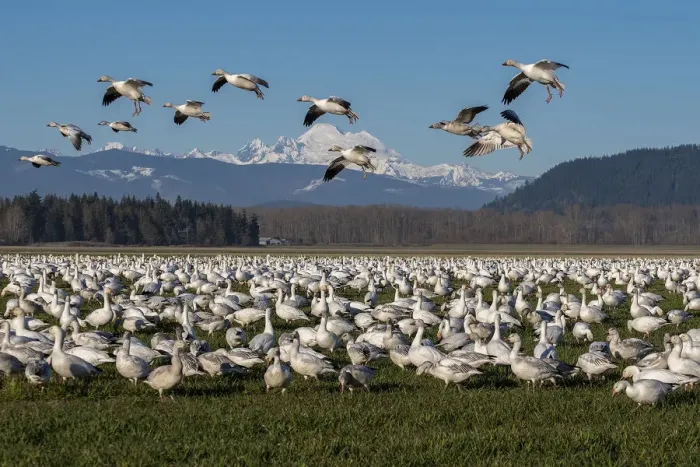 Framed Print : USA, Washington State, Skagit Valley. Lesser snow geese flock Framed Print : USA, Washington State, Skagit Valley. Lesser snow geese flock
