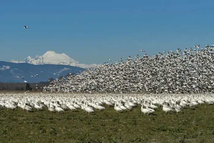 Framed Print : USA, Washington State, Skagit Valley. Lesser snow geese flock takeoff Framed Print : USA, Washington State, Skagit Valley. Lesser snow geese flock takeoff