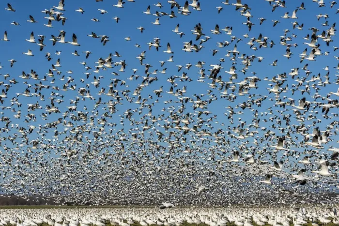 Framed Print : USA, Washington State, Skagit Valley. Lesser snow geese flock takeoff Framed Print : USA, Washington State, Skagit Valley. Lesser snow geese flock takeoff