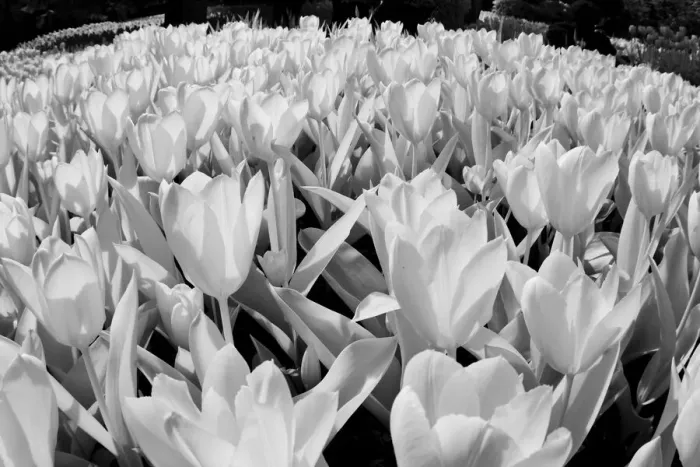 Framed Print : USA, Washington State, Skagit Valley, low angle of Tulip mass Framed Print : USA, Washington State, Skagit Valley, low angle of Tulip mass