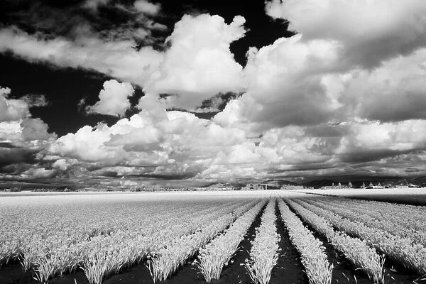 USA, Washington State, Skagit Valley, Large field of Tulip rows and clouds