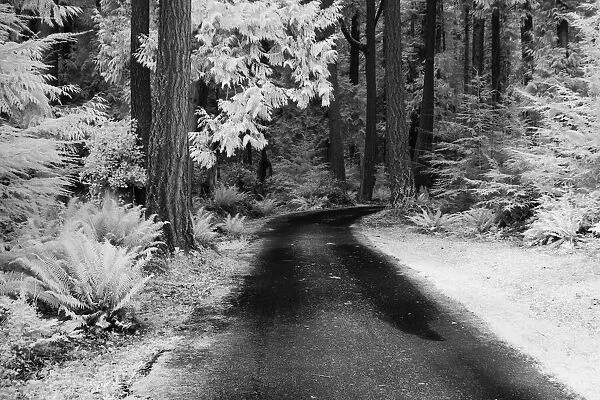 USA, Washington State, Skagit Valley, Country backroad through forest