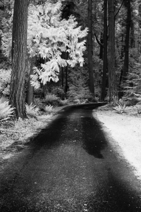 Framed Print : USA, Washington State, Skagit Valley, Country backroad through forest