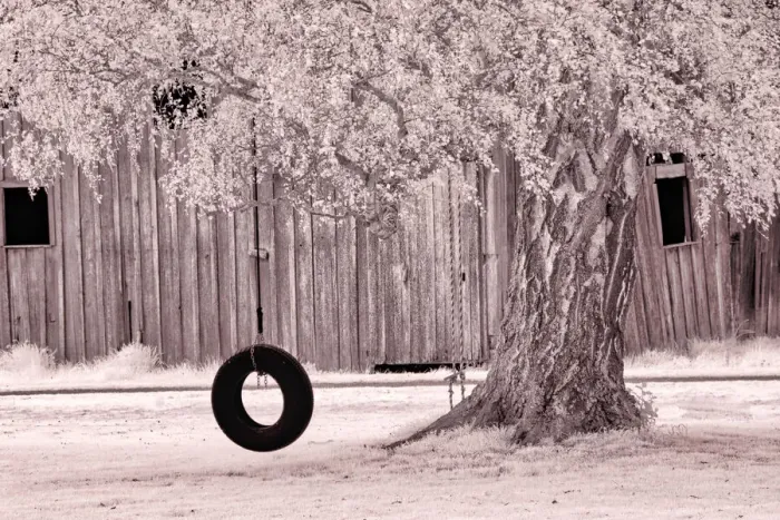 Framed Print : USA, Washington State, Skagit Valley, Old willow tree and tire rope swing