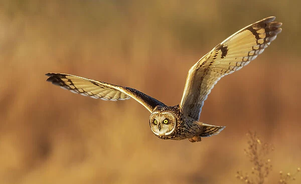 USA, Washington State. Skagit Valley. Short-eared owl on the hunt