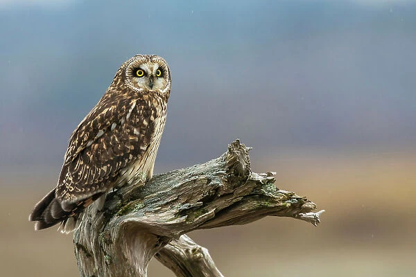 USA, Washington State. Skagit Valley. Short-eared owl