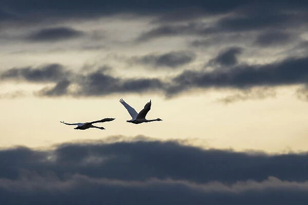 USA, Washington State. Skagit Valley, tundra swans flying, winter storm clouds