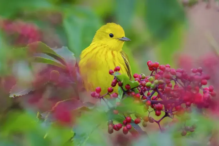Framed Print : USA, Washington State. Skagit Valley, yellow warbler among wild Hawthorn berries Framed Print : USA, Washington State. Skagit Valley, yellow warbler among wild Hawthorn berries