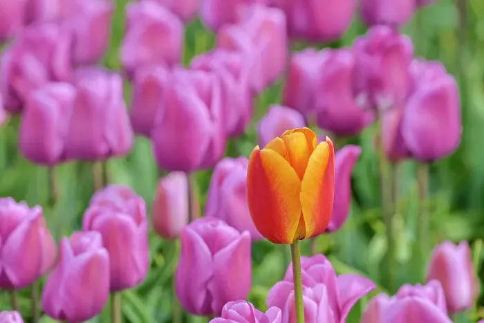 Framed Print : USA, Washington State, Skagit Valley, Lone orange tulip amongst pink tulips Framed Print : USA, Washington State, Skagit Valley, Lone orange tulip amongst pink tulips