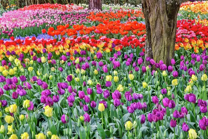 Framed Print : USA, Washington State. Skagit Valley, tulips blooming in garden Framed Print : USA, Washington State. Skagit Valley, tulips blooming in garden