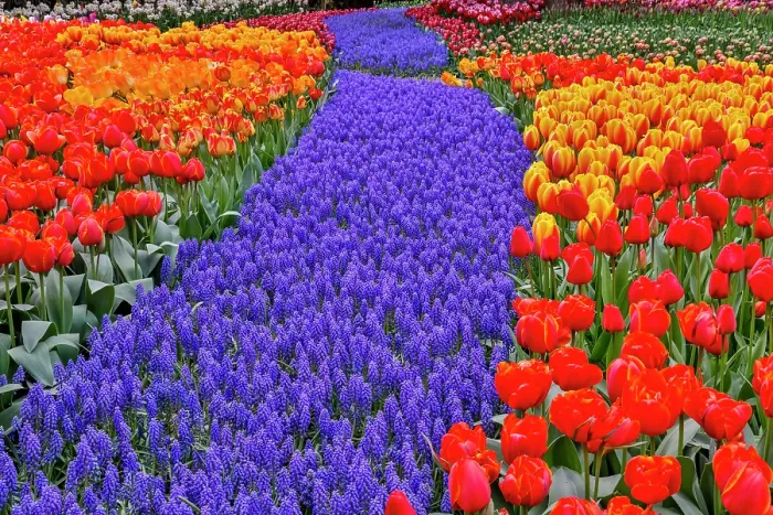 Framed Print : USA, Washington State, Skagit Valley. Garden display with tulips and grape hyacinth Framed Print : USA, Washington State, Skagit Valley. Garden display with tulips and grape hyacinth