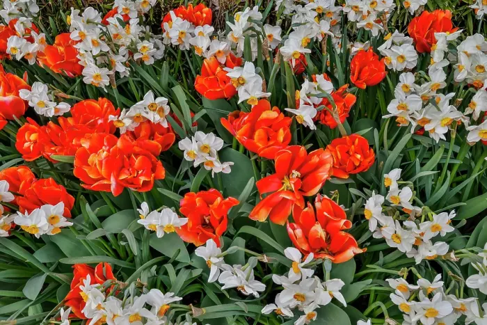 Framed Print : USA, Washington State, Skagit Valley. Red, Orange tulips and Narcissus Framed Print : USA, Washington State, Skagit Valley. Red, Orange tulips and Narcissus