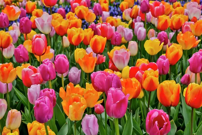 Framed Print : USA, Washington State. Skagit Valley, tulips blooming in garden