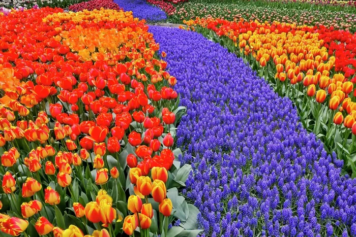 Framed Print : USA, Washington State, Skagit Valley. Garden display with tulips and grape hyacinth