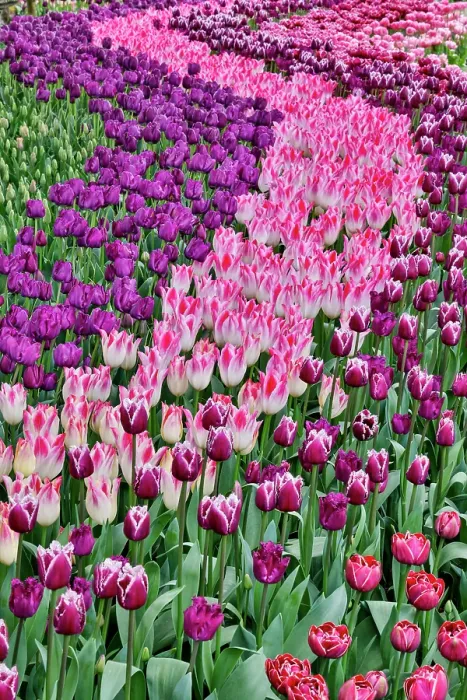 Framed Print : USA, Washington State. Skagit Valley, tulips blooming in garden Framed Print : USA, Washington State. Skagit Valley, tulips blooming in garden