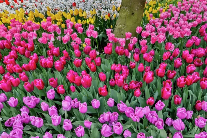 Framed Print : USA, Washington State. Skagit Valley, tulips blooming in garden