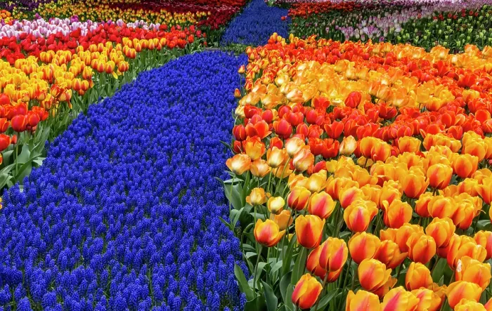 Framed Print : USA, Washington State, Skagit Valley. Garden display with tulips and grape hyacinth Framed Print : USA, Washington State, Skagit Valley. Garden display with tulips and grape hyacinth