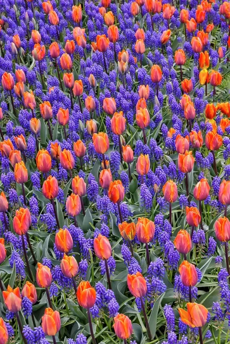 Framed Print : USA, Washington State, Skagit Valley. Garden display with tulips and grape hyacinth Framed Print : USA, Washington State, Skagit Valley. Garden display with tulips and grape hyacinth