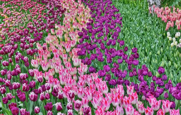 Framed Print : USA, Washington State. Skagit Valley, tulips blooming in garden Framed Print : USA, Washington State. Skagit Valley, tulips blooming in garden