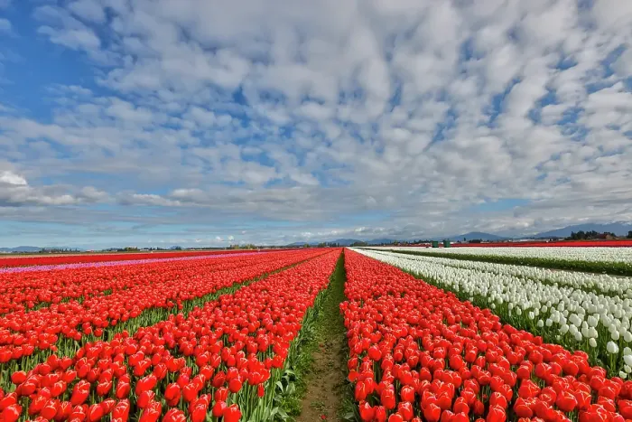 Framed Print : USA, Washington State. Skagit Valley, tulips grown in field Framed Print : USA, Washington State. Skagit Valley, tulips grown in field