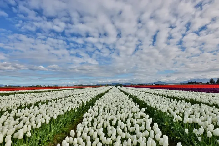 Framed Print : USA, Washington State. Skagit Valley, tulips grown in field