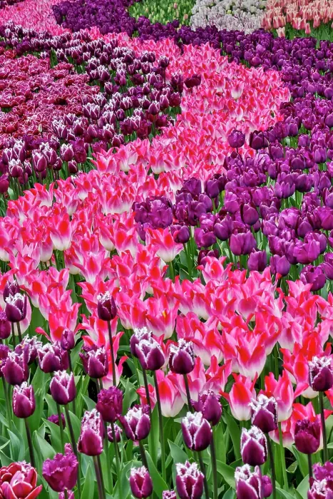 Framed Print : USA, Washington State. Skagit Valley, tulips blooming in garden Framed Print : USA, Washington State. Skagit Valley, tulips blooming in garden