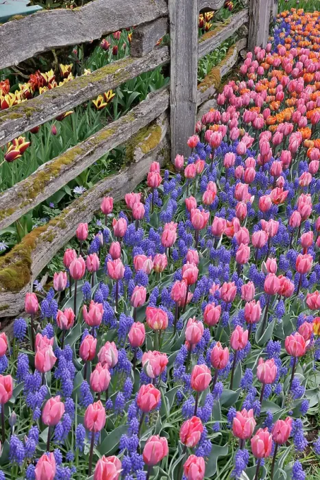 Framed Print : USA, Washington State, Skagit Valley. Garden display with tulips and grape hyacinth