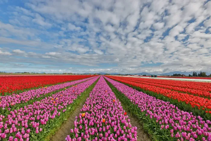 Framed Print : USA, Washington State. Skagit Valley, tulips grown in field
