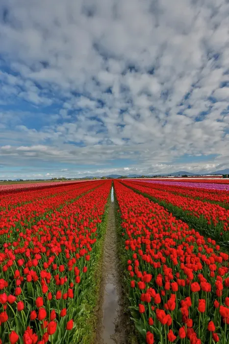 Framed Print : USA, Washington State. Skagit Valley, tulips grown in field