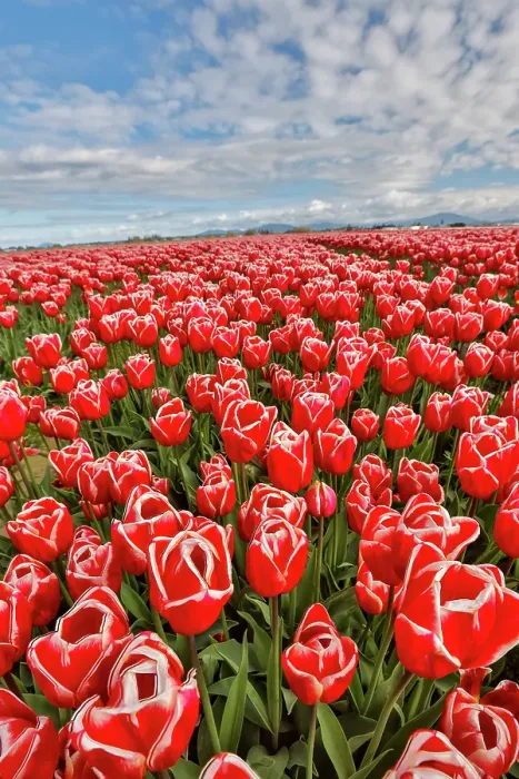 Framed Print : USA, Washington State. Skagit Valley, tulips grown in field