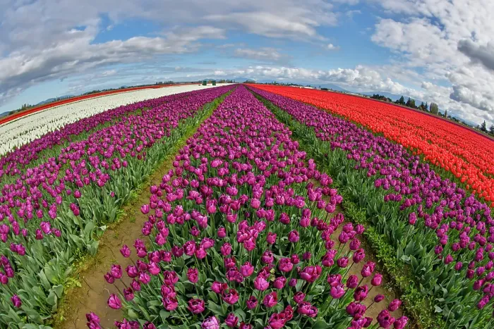Framed Print : USA, Washington State. Skagit Valley, tulips grown in field