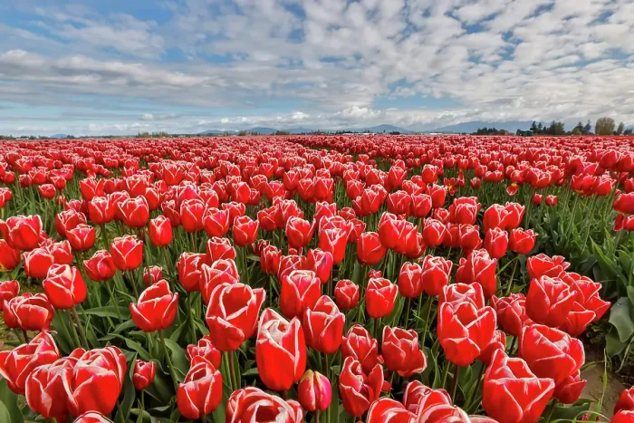Framed Print : USA, Washington State. Skagit Valley, tulips grown in field