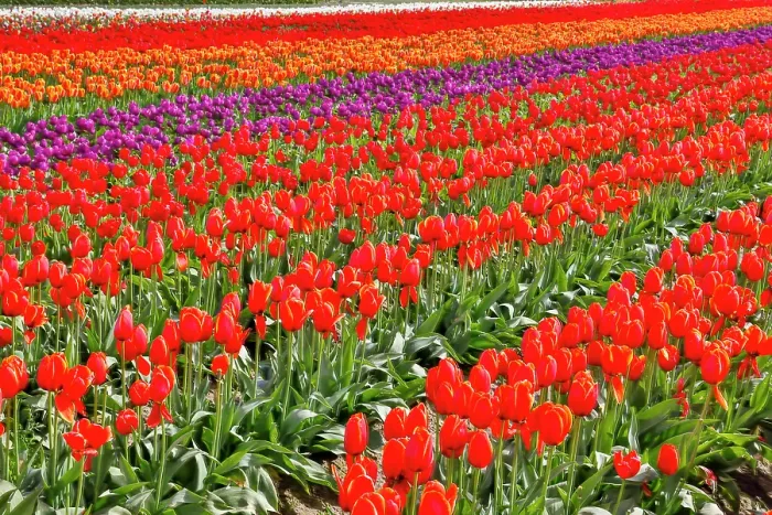 Framed Print : USA, Washington State. Skagit Valley, tulips grown in field Framed Print : USA, Washington State. Skagit Valley, tulips grown in field