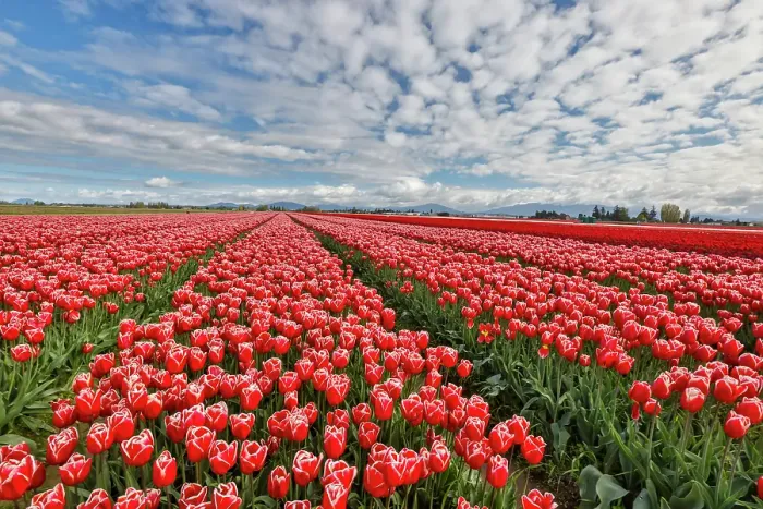 Framed Print : USA, Washington State. Skagit Valley, tulips grown in field Framed Print : USA, Washington State. Skagit Valley, tulips grown in field