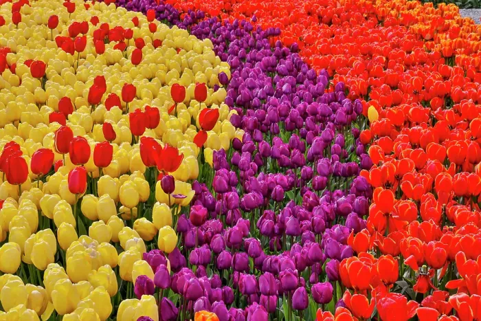 Framed Print : USA, Washington State. Skagit Valley, tulips blooming in garden