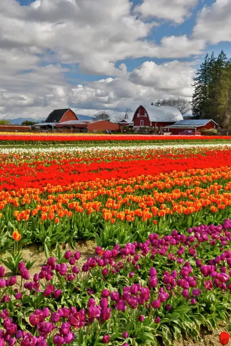 Framed Print : USA, Washington State, Skagit Valley. Red barn and tulips grown in field. (Editorial Use Only)