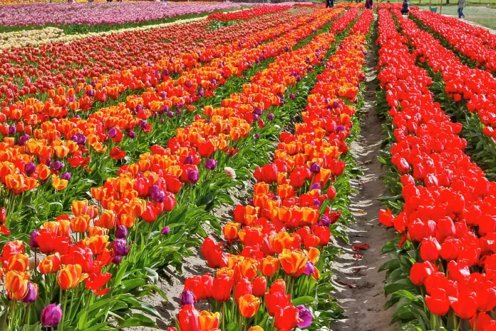 Framed Print : USA, Washington State. Skagit Valley, tulips grown in field
