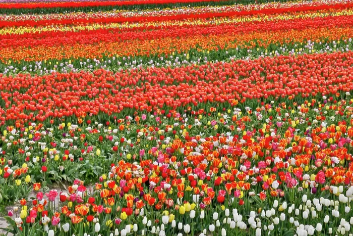 Framed Print : USA, Washington State. Skagit Valley, tulips grown in field Framed Print : USA, Washington State. Skagit Valley, tulips grown in field