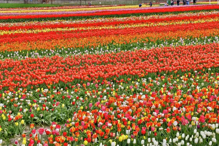 Framed Print : USA, Washington State. Skagit Valley, tulips grown in field Framed Print : USA, Washington State. Skagit Valley, tulips grown in field