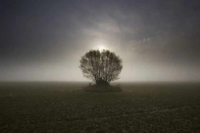 Framed Print : USA, Washington State. Skagit Valley tree in fog Framed Print : USA, Washington State. Skagit Valley tree in fog
