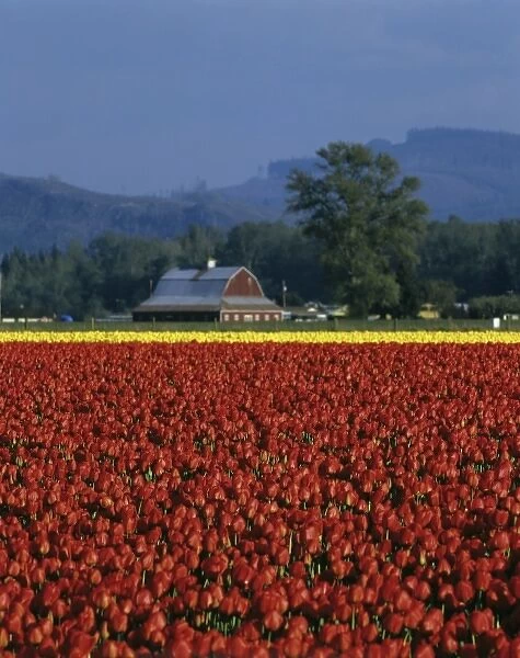 USA, Washington State, Skagit Valley, tulip field