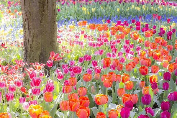 USA, Washington State, Skagit, Western Washington springtime blooming tulips