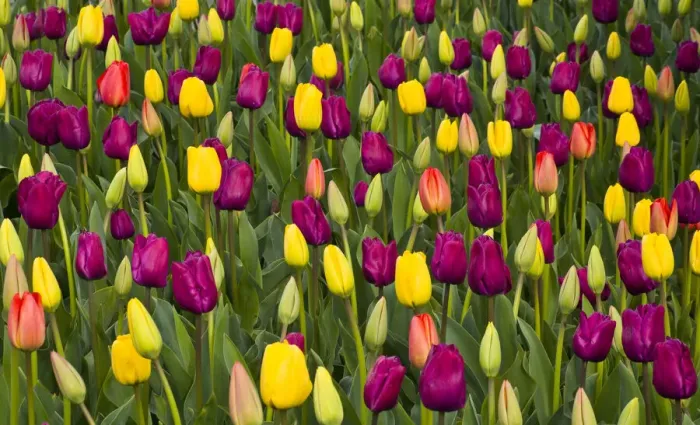 Framed Print : USA, Washington State, Skagit, Western Washington springtime blooming tulips Framed Print : USA, Washington State, Skagit, Western Washington springtime blooming tulips