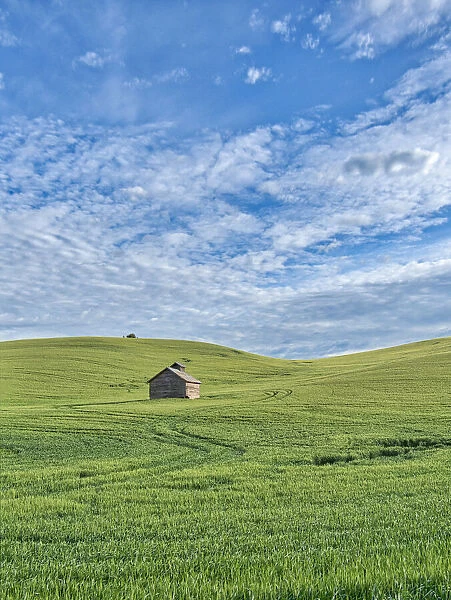USA, Washington State, Small barn and tracks in wheat field