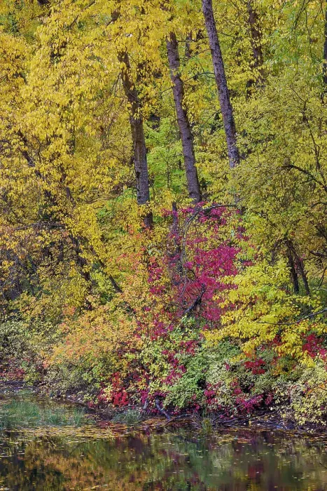 Framed Print : USA, Washington State, small pond near Easton surrounded by fall colored trees Framed Print : USA, Washington State, small pond near Easton surrounded by fall colored trees
