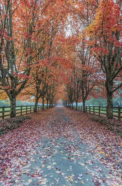 USA, Washington State, Snoqualmie. Autumn country lane
